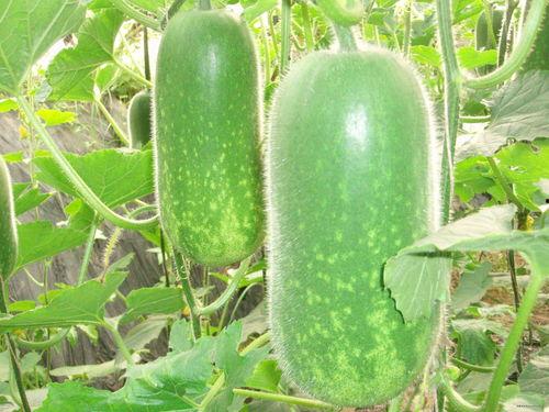 吃瓜爆料 校园生活 必吃大瓜今日大瓜,揭秘今日必吃大瓜，校园生活精彩瞬间